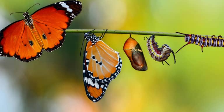 Terapeuta en Desarrollo Personal Holístico